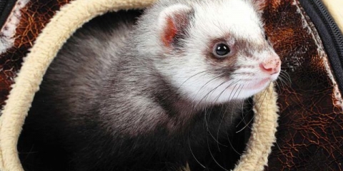 Tvorovi kod kuće: prednosti i nedostaci